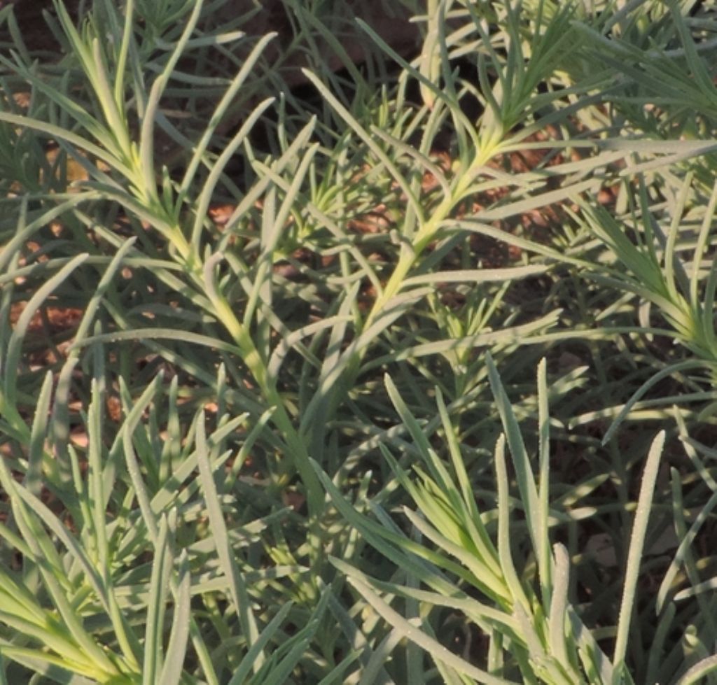 Scogli e detriti legnosi:  Salsola sp.  (Chenopodiaceae)